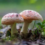 How long does shrooms take to hit?