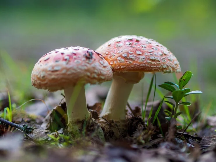 How long does shrooms take to hit?