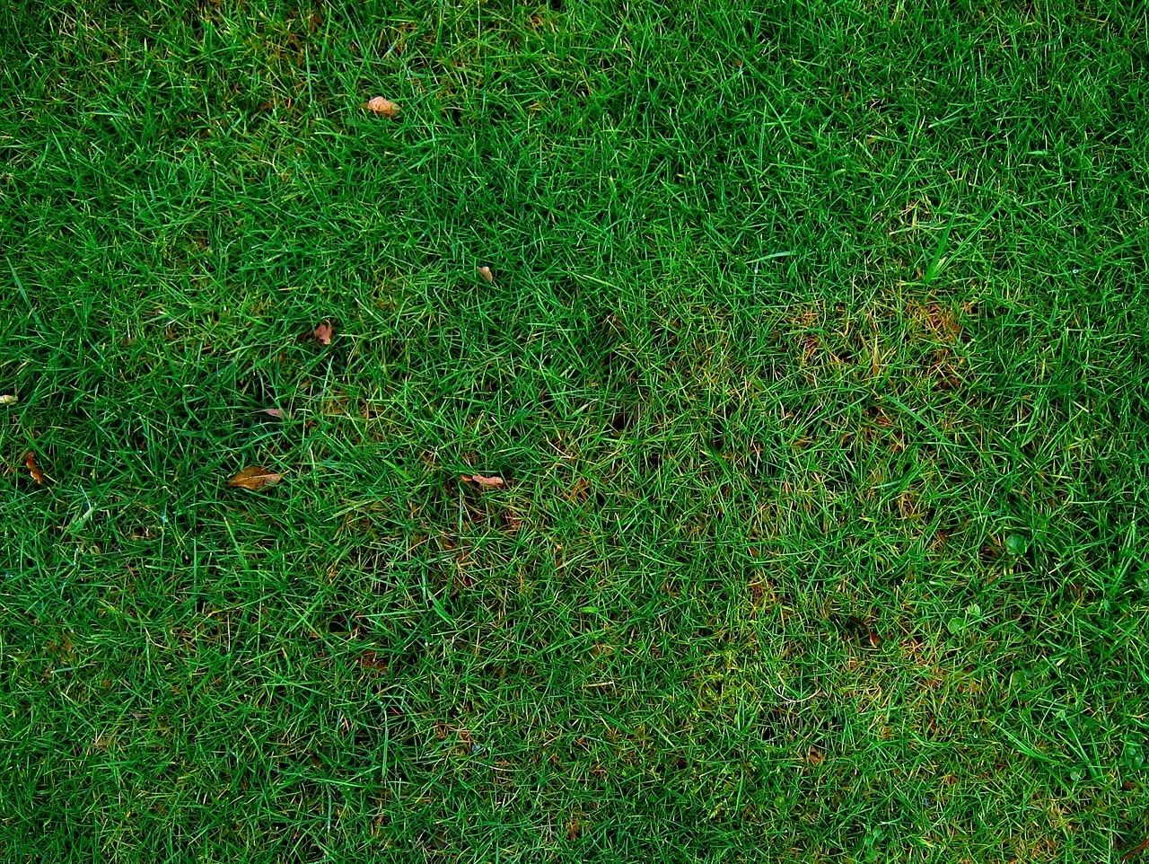 gretna nebraska grass seeding